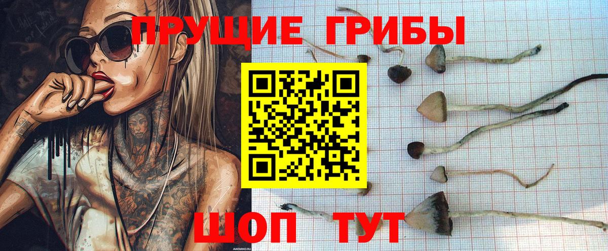 Коряжма  Галлюциногенные грибы Psilocybine cubensis  Вход с VPN  Галлюциногенные грибы прущие грибы 